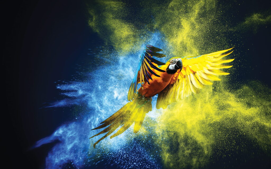 parrot ink splash blue yellow Apogee Graphics