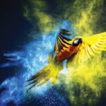 parrot ink splash blue yellow Apogee Graphics