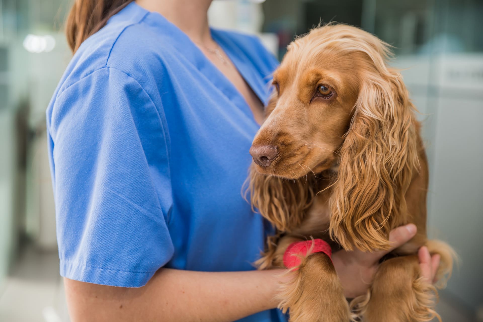 female veterinarian holding brown dog