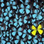 one yellow butterfly blue butterflies