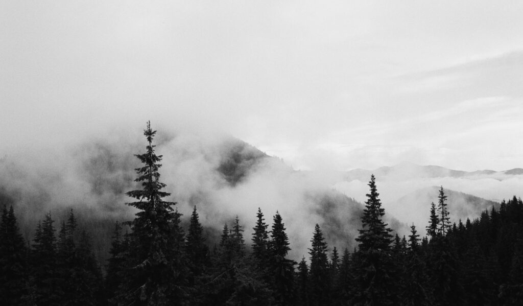 black white misty forest mountains film grain